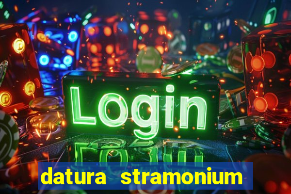 datura stramonium medicinal uses